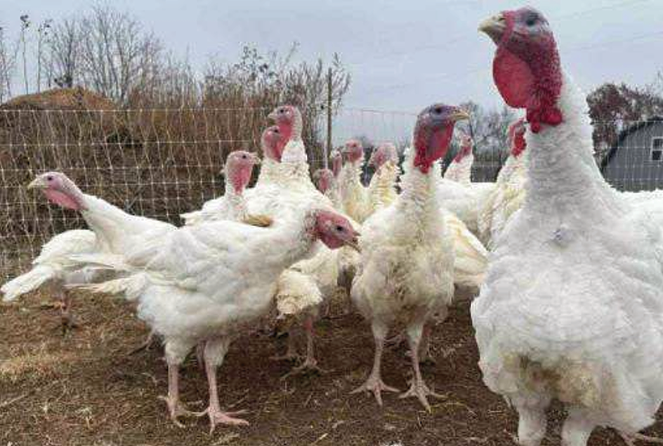 夏威夷中國日報, 11-26-25 CN B